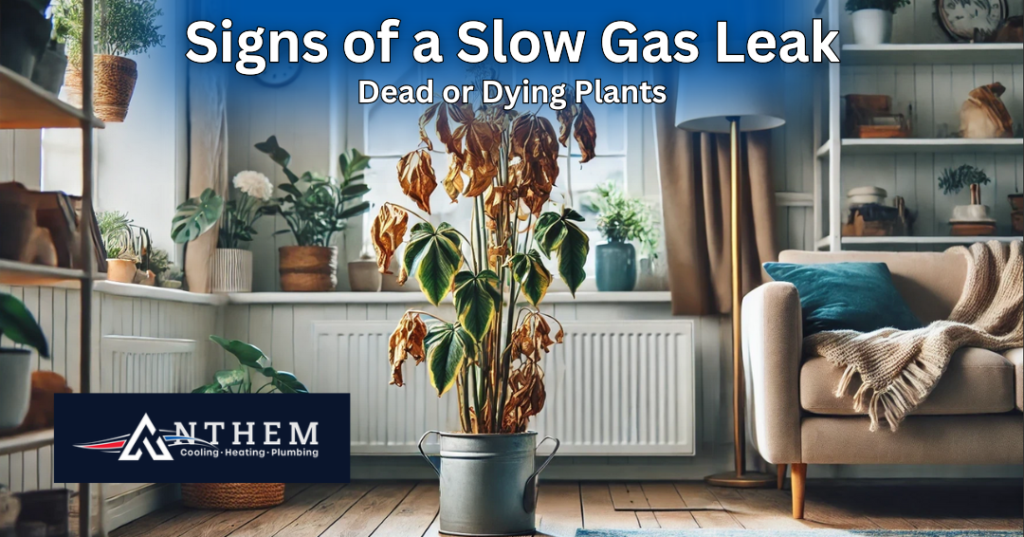 Signs of a slow gas leak: dead or dying plants